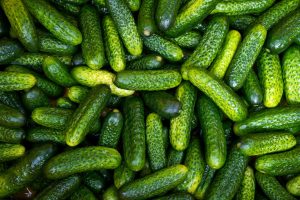 小黄瓜 small Gherkin